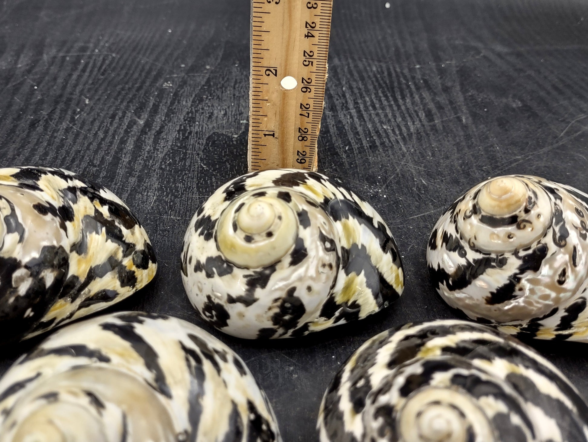 Polished West Indian Top/Magpie Seashell (appx. 2 inches) - Cittarium Pica. One black and white spotted spiral shell. Copyright 2022 SeaShellSupply.com.