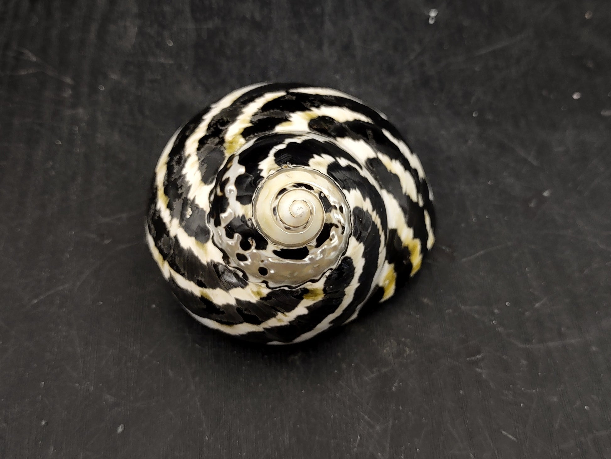 Polished West Indian Top/Magpie Seashell (appx. 2 inches) - Cittarium Pica. One black and white spotted spiral shell. Copyright 2022 SeaShellSupply.com.