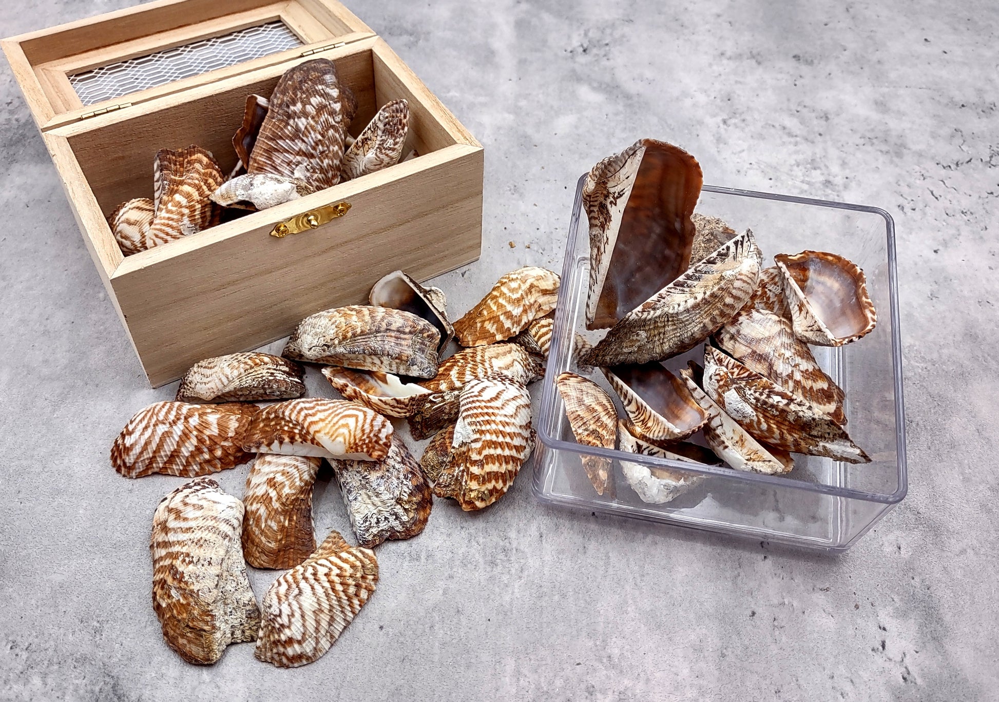 Turkey Wing Seashells (20 pcs.) - Arca Zebra. Multiple white and tan stripped shells with a wide opening. Copyright 2024 SeaShellSupply.com.