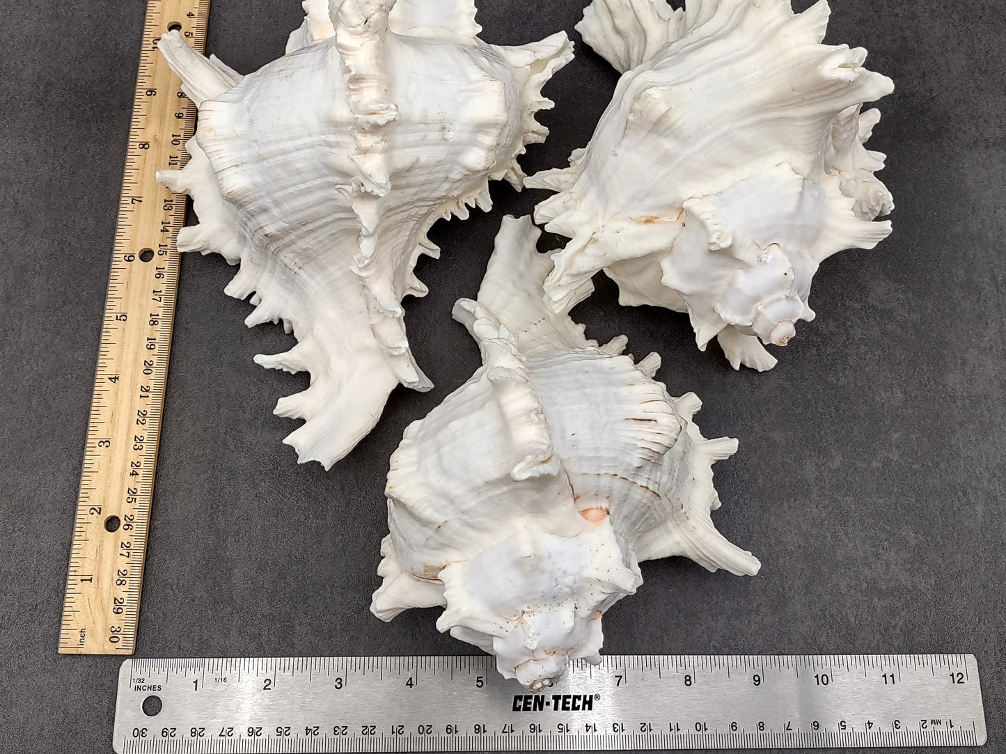 Large Ramose Murex White Seashell Chicoreus Ramosa (1 shell approx. 6.5+ inches) B GRADE Great Value For Decor Arts Crafts & Collecting!