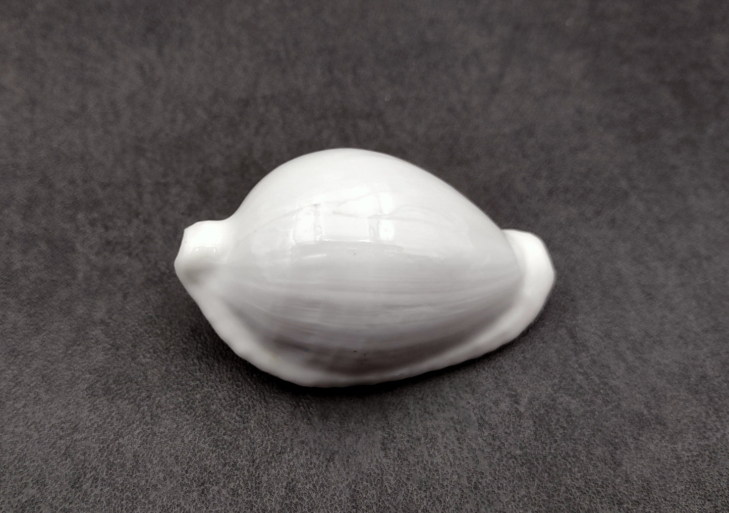 Egg Cowrie Seashell (2 Inches) - Ovula Ovum. White shiny shell. Copyright 2024 SeaShellSupply.com