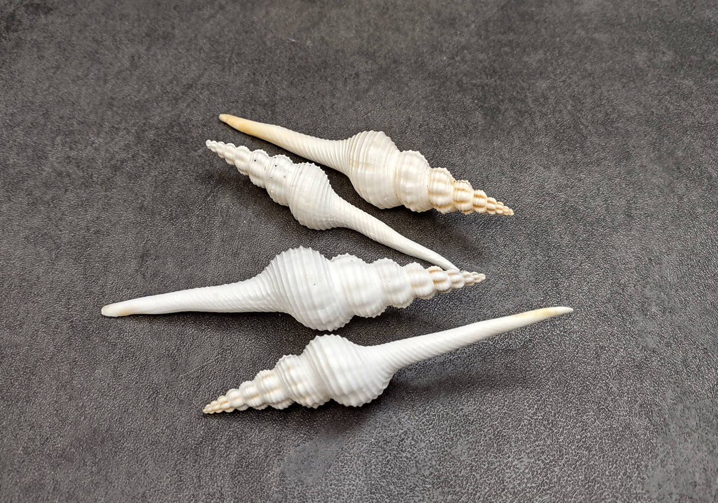 Distaff Spindle Seashells Fusinus Colus (4 shells approx. 3+ inches) Swell shells for any coastal themed arts and crafts!