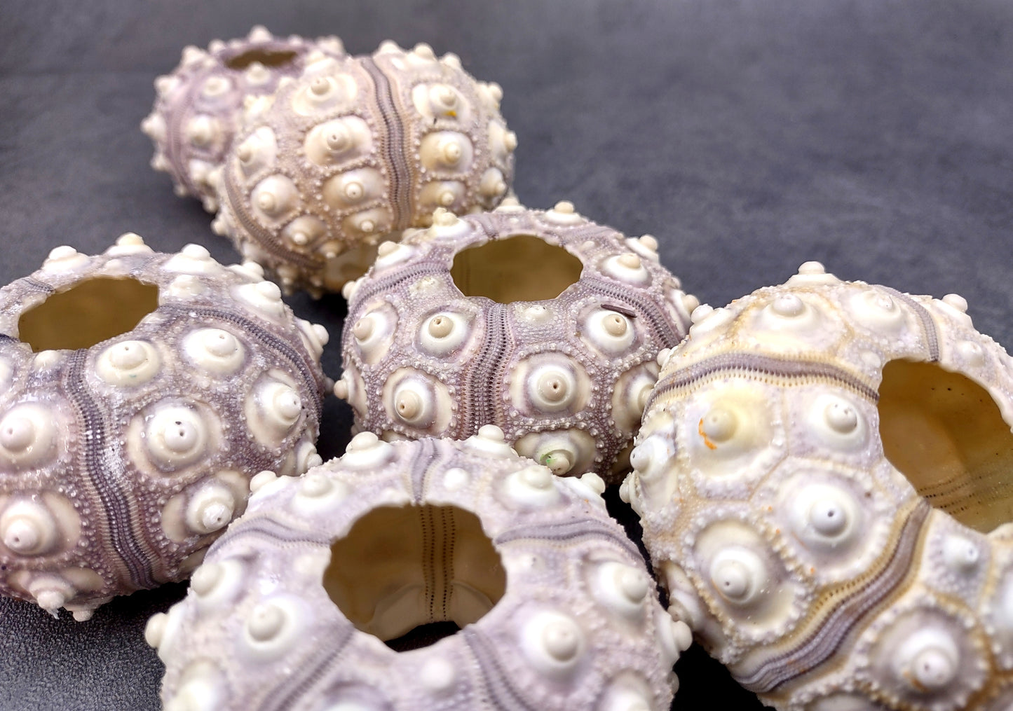 XL Sputnik/Thai Sea Urchins - Phyllacanthus Parvispinus - (2 urchins approx. 2.5+ inches). Two sand textured hollow Urchins with an opening in the top. Copyright 2024 SeaShellSupply.com.