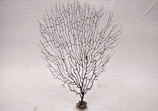 Black Sea Fan Corals Dried Gorgonia Ventalina (1 fan approx. 10+ inches