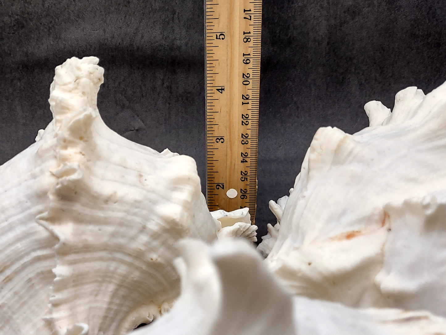 Large Ramose Murex White Seashell Chicoreus Ramosa (1 shell approx. 6.5+ inches) B GRADE Great Value For Decor Arts Crafts & Collecting!