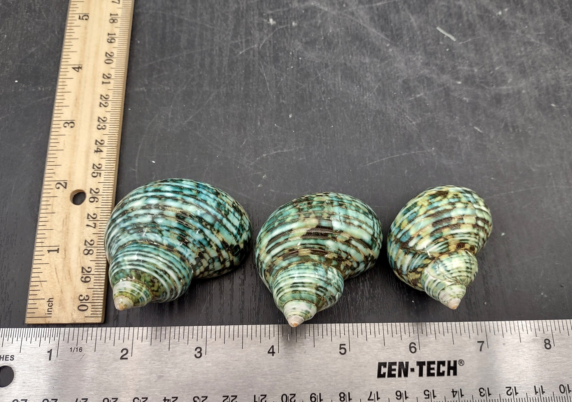 Polished Silver Mouth Turbo Seashells Turbo Argyrostoma (2 shells approx. 2+ inches) Copyright 2024 SeaShellSupply.com.