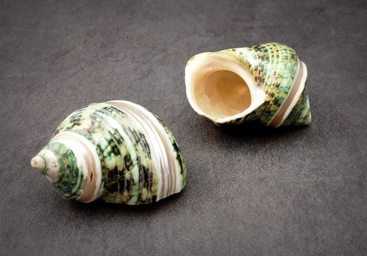 Green Silver Mouth Turbo w/Pearlized Stripe - Turbo Argyrostoma - (2 shells approx. 2.25-2.75 inches). Multiple white, green and black shaded spiral shells. Copyright 2024 SeaShellSupply.com.