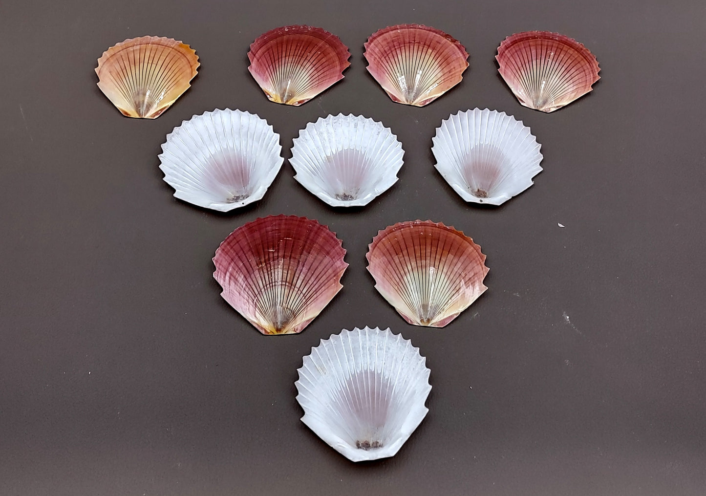 Sun & Moon Brown Zig Zag Polished Scallop Seashells - (10 shells approx. 3 inches). Multiple different shaded shells in a pile. Copyright 2022 SeaShellSupply.com.