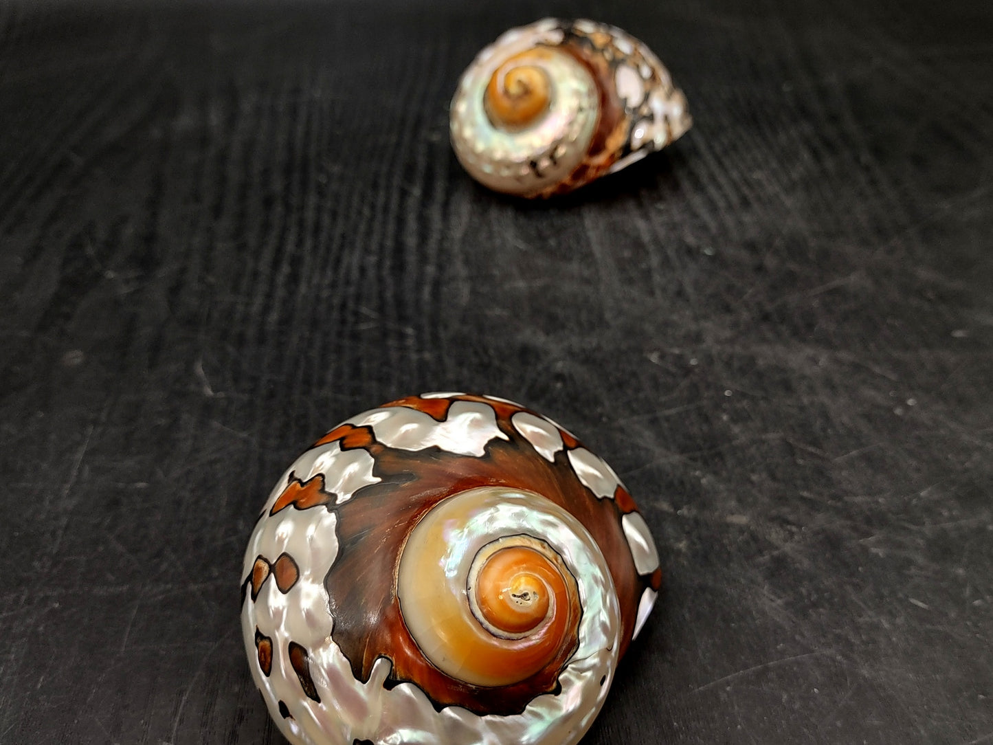 Polished South African Turban Seashell (3- 3.5 inches) - Turbo Sarmaticus. Multiple shells showing the brown and reflective pattern on the back and the others showing the opening and spiral. Copyright 2022 SeaShellSupply.com.