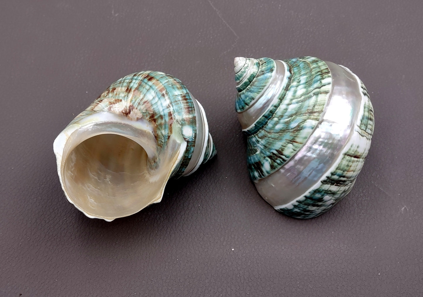 Polished Jade Green Turbo Seashell with Pearlized Stripe Turbo Burgessi (1 shell approx. 3+ inches) Shell for hermit crabs or collecting!