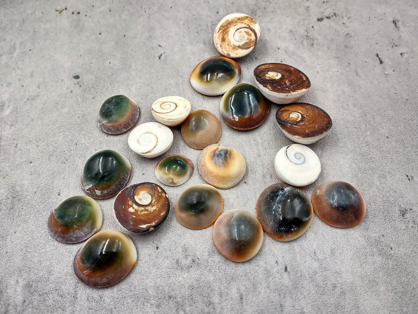 Cats Eyes Seashells Turbo Opercula (5 shells approx. 1+ inch) Perfect shells for coastal crafting décor & collections!