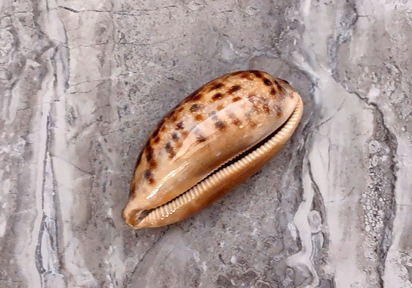 Tortoise Cowrie Seashell - Cypraea Testudinaria - (1 shell approx. 4-4.5 inches). Brown and white tinted wide wrapped shell. Copyright 2022 SeaShellSupply.com.