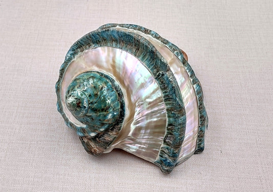 Giant Banded Turbo Shell Turbo Marmoratus (1 shell approx. 7+ inches) Great shells for coastal decor, & collections!