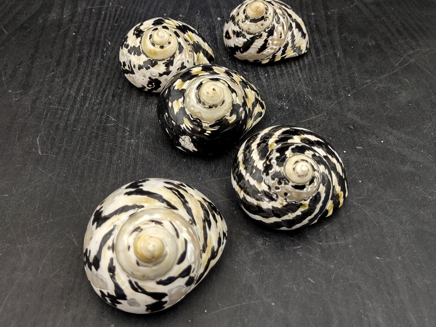 Polished West Indian Top/Magpie Seashell (appx. 2 inches) - Cittarium Pica. One black and white spotted spiral shell. Copyright 2022 SeaShellSupply.com.