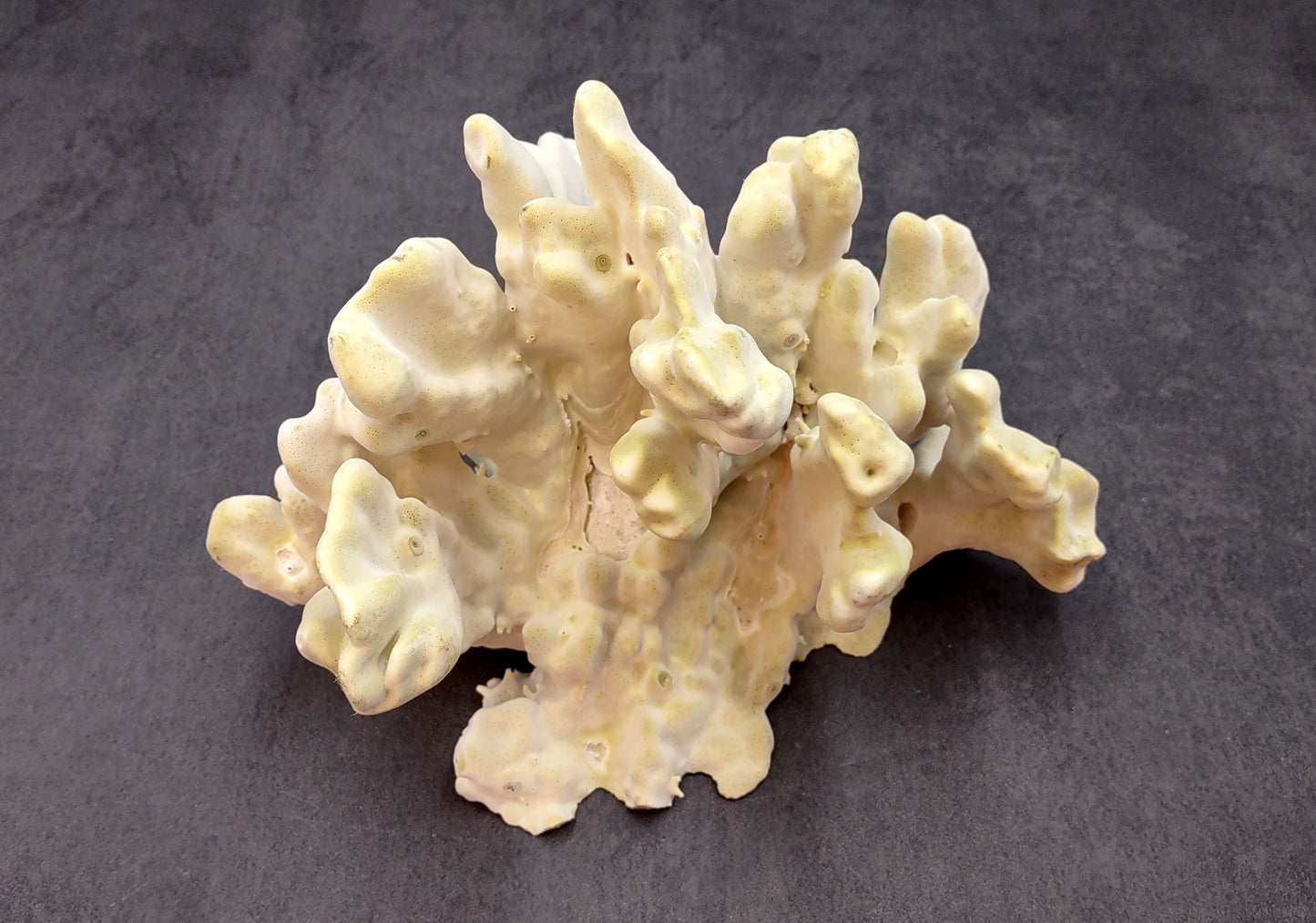 Light Green Fire Coral (1 coral approx. 7+ inches) Adorable green coral to add to any coastal display or collection!