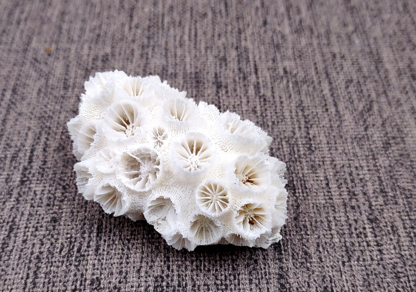 Farm Grown White Brain Coral (1 coral approx. 2+ inches) Earth friendly, display ready, sustainably grown & sourced! Textured round coral, white.  Copy right 2024 SeaShellMart.com
