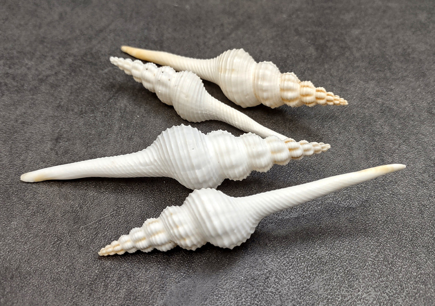 Distaff Spindle Seashells Fusinus Colus (4 shells approx. 3+ inches) Swell shells for any coastal themed arts and crafts!