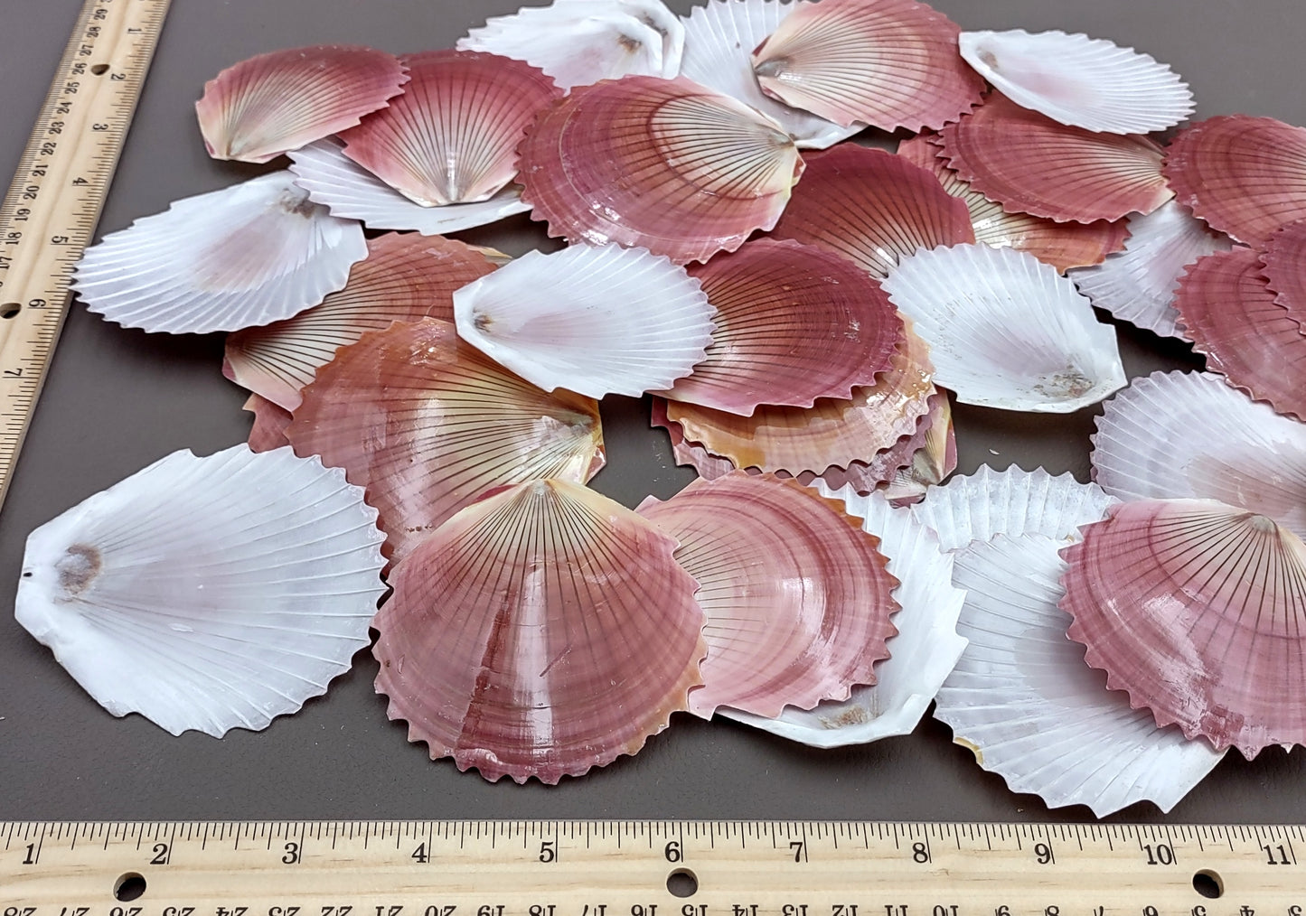 Sun & Moon Brown Zig Zag Polished Scallop Seashells - (10 shells approx. 3 inches). Multiple different shaded shells in a pile. Copyright 2022 SeaShellSupply.com.