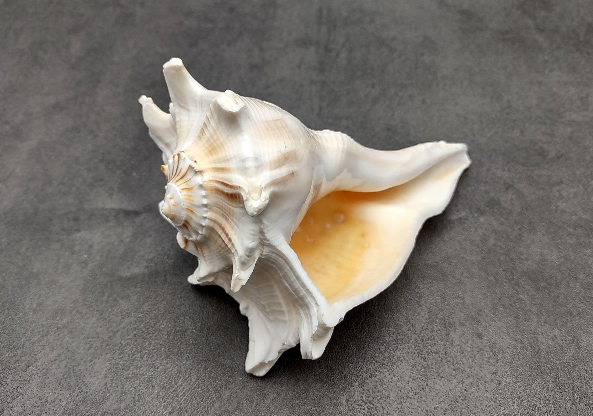 Lightning Whelk - Busycon Contrarium - (1 shell approx. 6-7 inches). One grey and white spiral shell with medium sized opening. Copyright 2022 SeaShellSupply.com.