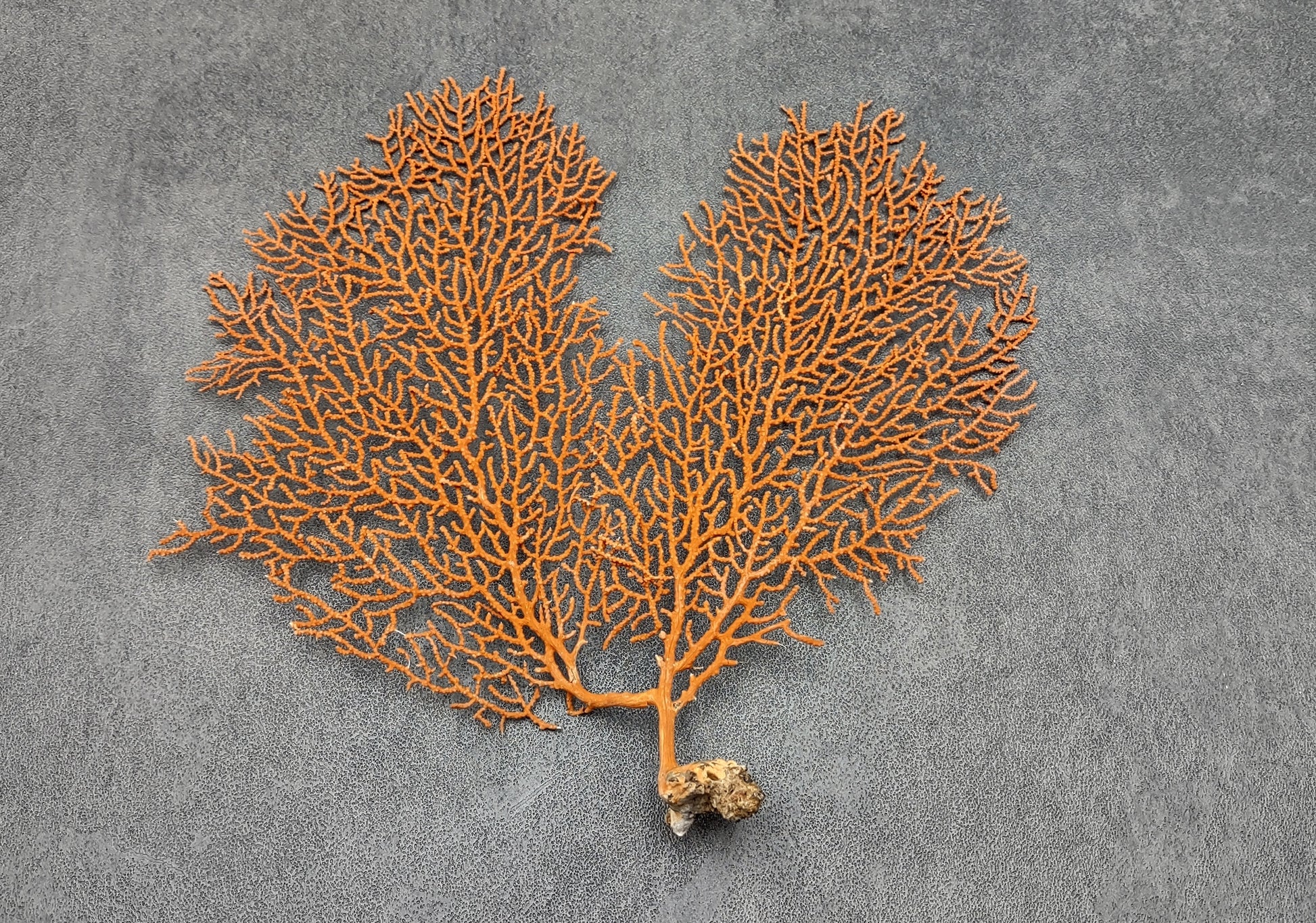 Red-Orange Sea Fan Coral - Echinogorgia SP - (1 seafan approx. 5-7 inches)  Great for ocean décor display, art projects, crafts & collecting!