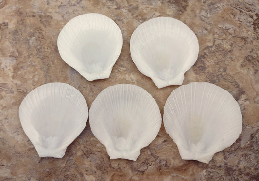White Moon Shells (5 pcs.) - Amusium Pleuronectes. Multiple white fairly smooth shells in a flower petal arrangement. Copyright 2024 SeaShellSupply.com.