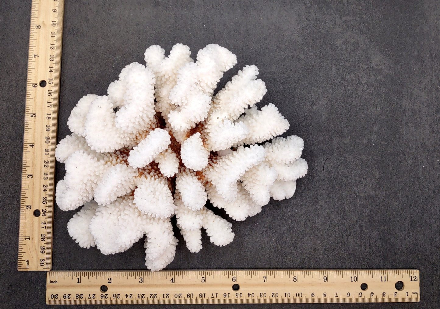 Brownstem White Coral Cluster Pocillopora Verrucosa (1 coral approx. 7L x 3H x 6D inches) Coral for coastal collections & display!