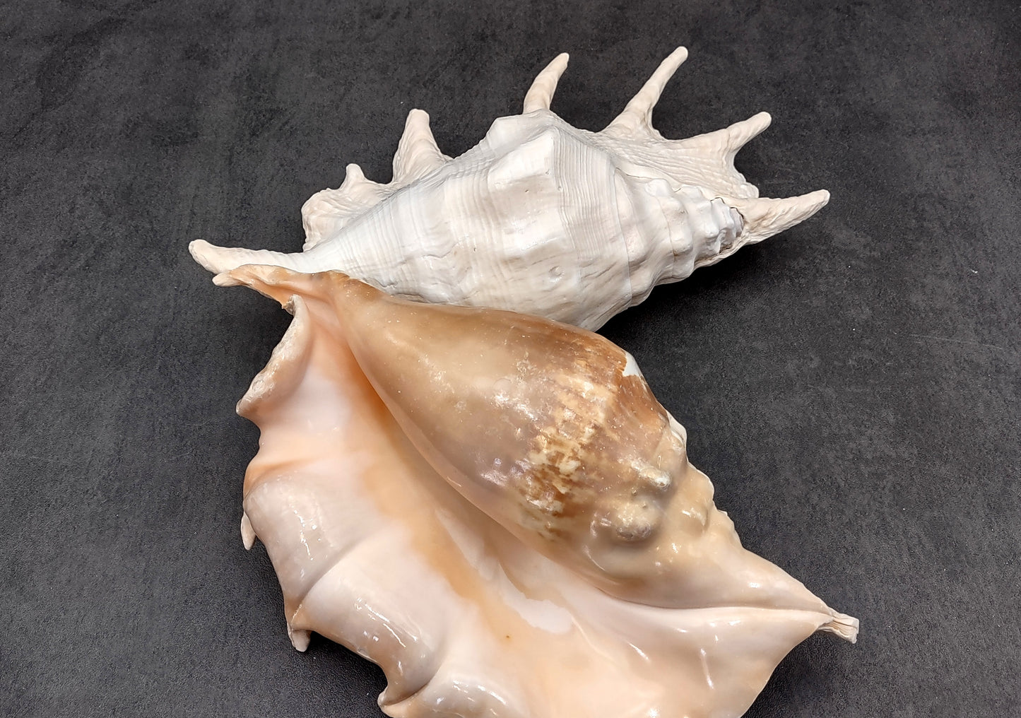 Giant Spider Conch Seashell XL Lambis Truncata (1 shell approx. 10+ inches) B GRADE Great Value For Decor, Arts, Crafts & Collecting!