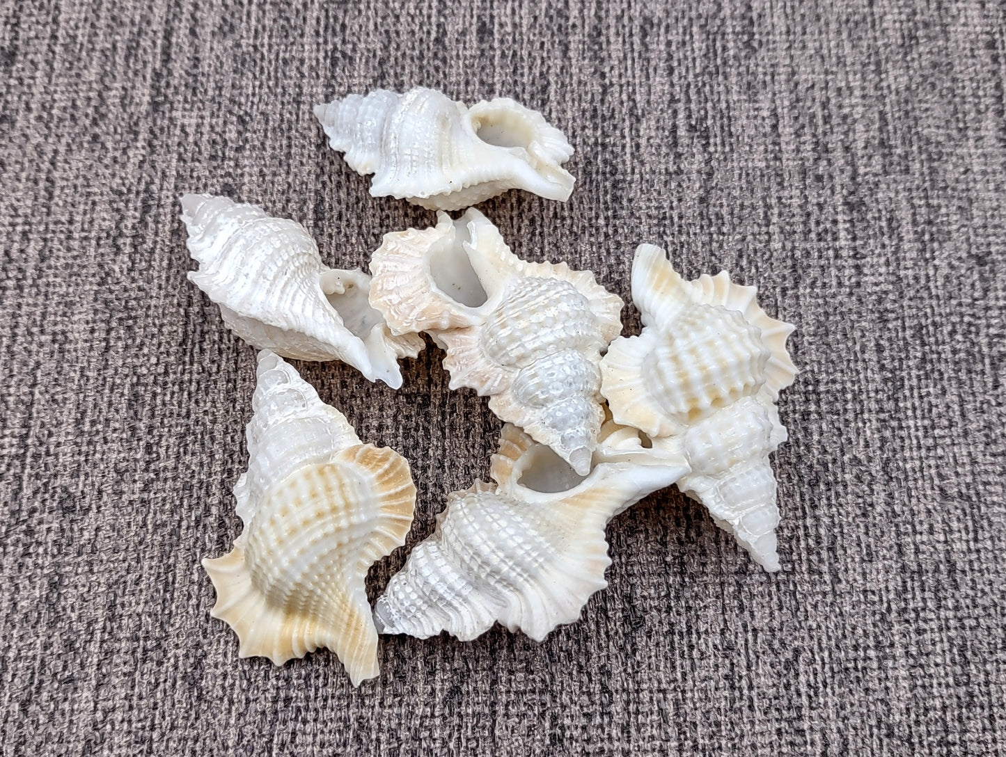 Mapleleaf Frog Seashells Biplex Perca (6 shells approx. 1+ inches) Adorable shells for any coastal collection or display!