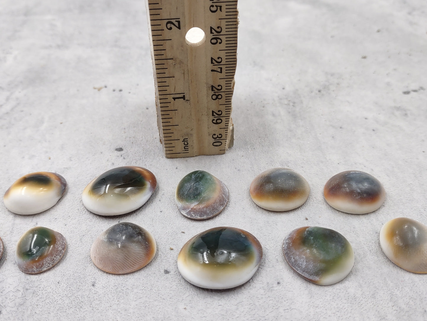 Cats Eyes Seashells Turbo Opercula (5 shells approx. 1+ inch) Perfect shells for coastal crafting décor & collections!