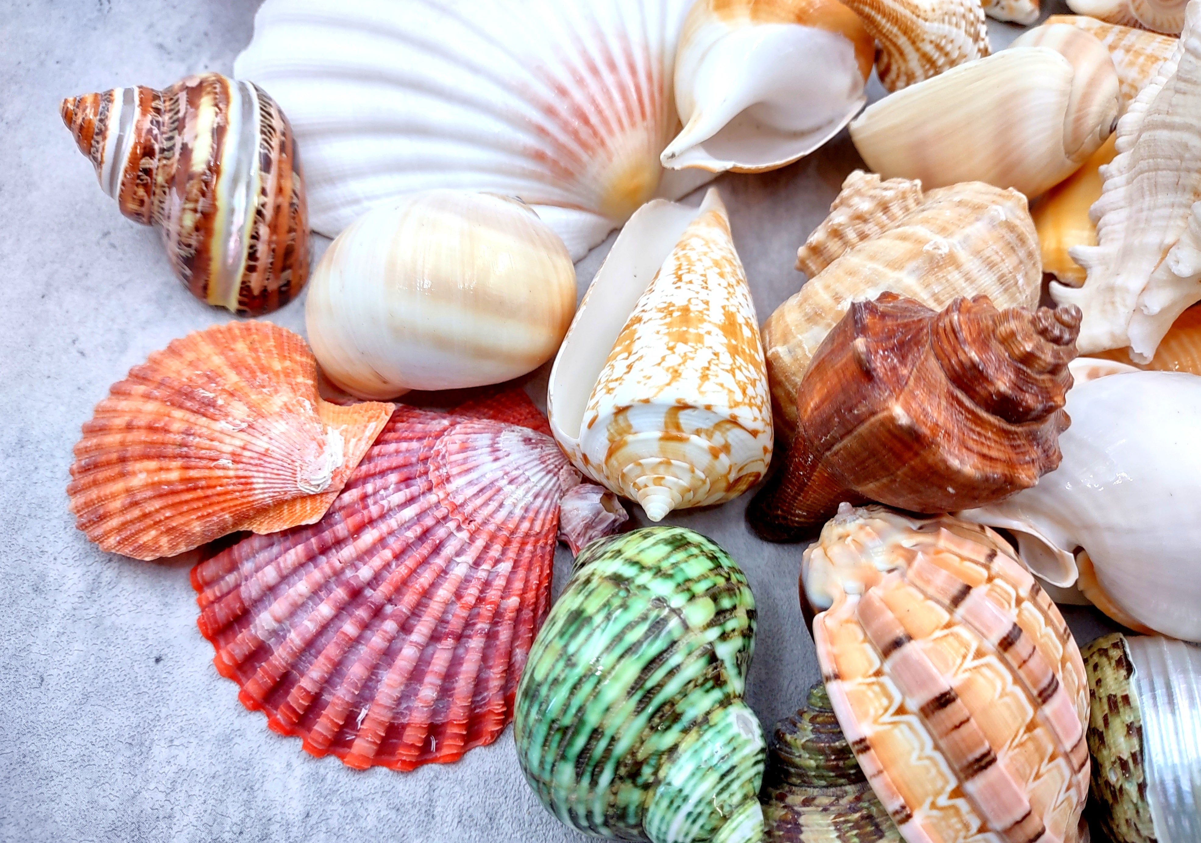 Top Large Assorted Seashells From All Over The World