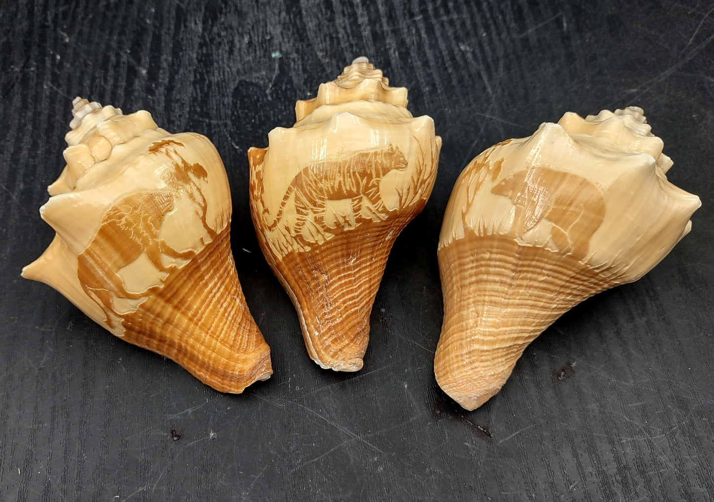 Carved Conch Seashell Decorative Set Lion Tiger Bear (3 shells approx. 3+ inches) Conch shells for coastal crafting display & collecting!