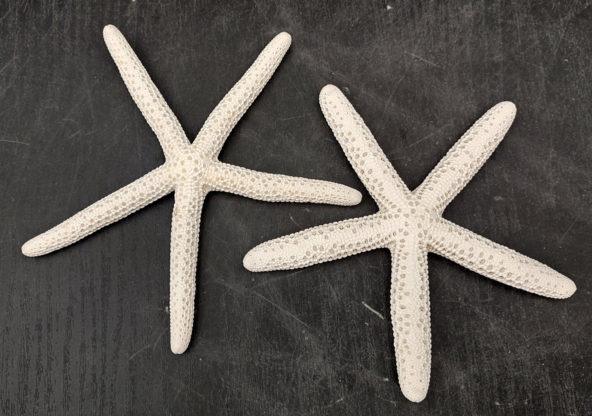 White Finger Starfish (2 pcs.) - (5-6 inches) - Linka Laevigata. Two white ribbed Starfish with long thin branches. Copyright 2022 SeaShellSupply.com.