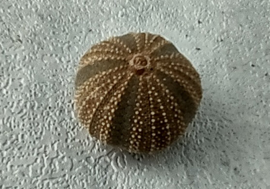 Black Tuxedo Urchin (.5 inches) - Tripneustes Gratilla. One brown, purple, tan, and green shaded Urchin. Copyright 2022 SeaShellSupply.com.