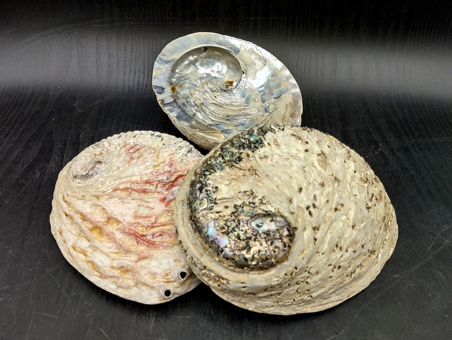 Midas South African Abalone Shell Haliotis Midae (1 shell approx. 6+ inches) Natural shell for collecting crafts arts & display!