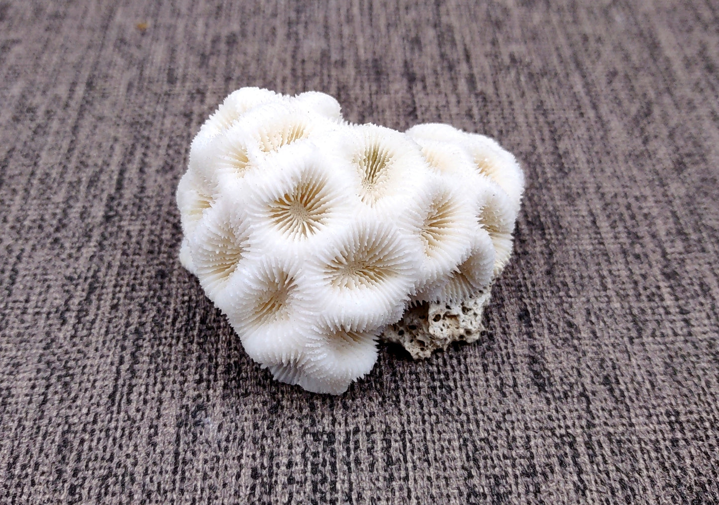 Farm Grown White Brain Coral (1 coral approx. 2+ inches) Earth friendly, display ready, sustainably grown & sourced! Textured round coral, white.  Copy right 2024 SeaShellMart.com
