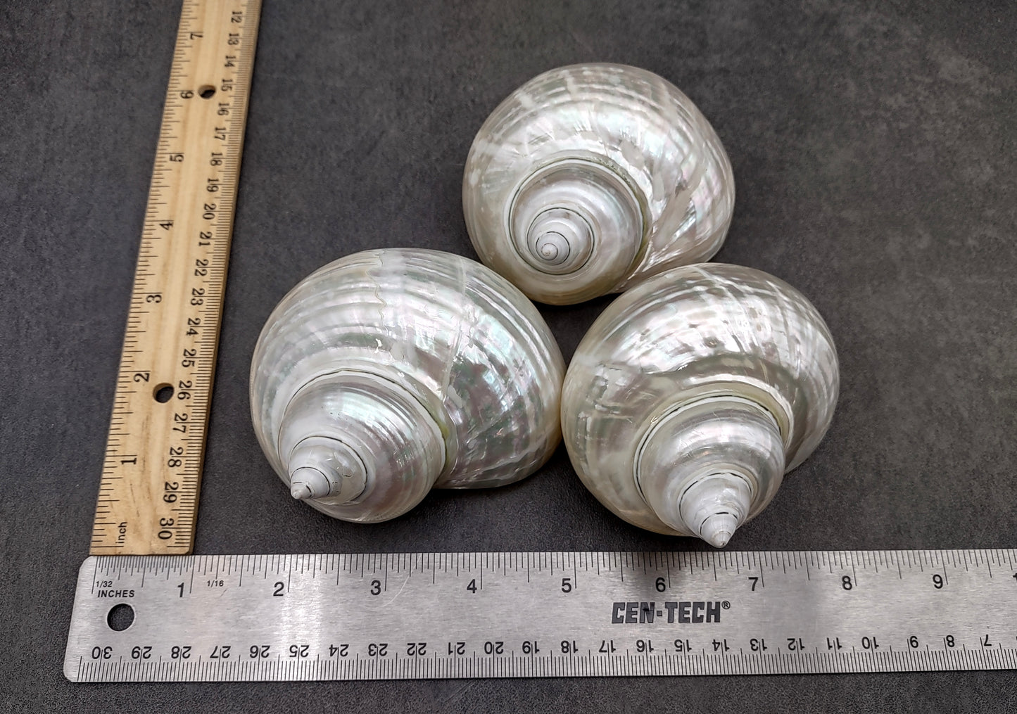 Pearlized Jade Turbo Shell Turbo Burgessi (1 shell approx. 3.5+ inches) Perfect shells for coastal crafting decor & collections!