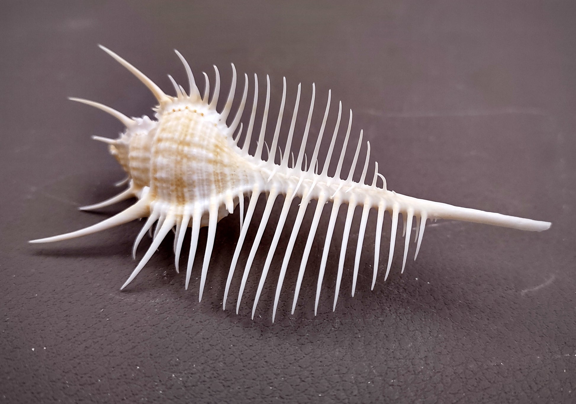 Venus Comb Murex Seashell - Murex Pecten - (1 shell approx. 4-5 inches). One wide elongated spiral shell with spike like arms poking out. Copyright 2024 SeaShellSupply.com