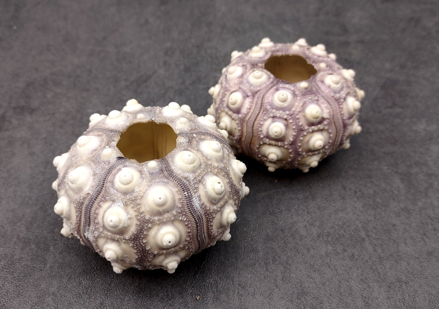 XL Sputnik/Thai Sea Urchins - Phyllacanthus Parvispinus - (2 urchins approx. 2.5+ inches). Two sand textured hollow Urchins with an opening in the top. Copyright 2024 SeaShellSupply.com.