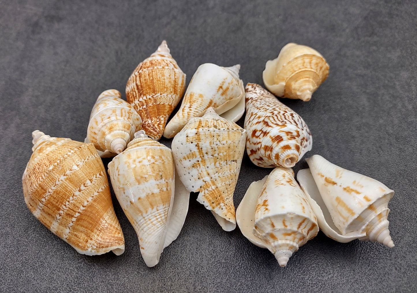 Margined Conch Seashells - Strombus Marginatus - (10 shells). A small pile of white spiral shells with brown accents. Copyright 2022 SeaShellSupply.com.