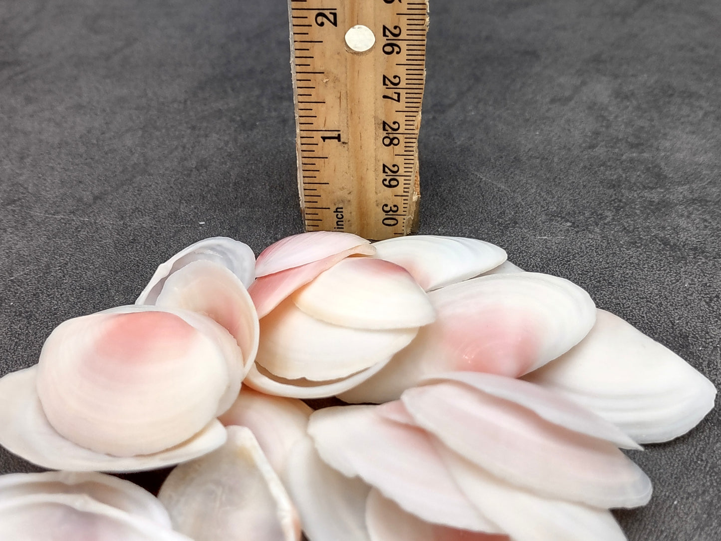 Light Pink Tellin Seashell Rose Petal Halves (30 shells approx. 1+ inches) Rose Pink White Sea Shells for home crafts & art projects!