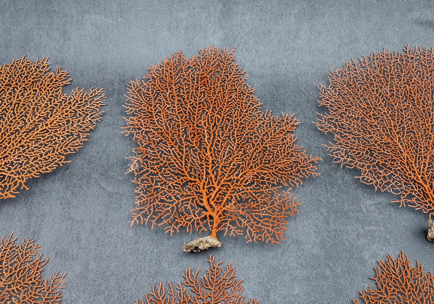 Red-Orange Sea Fan - Echinogorgia SP - (1 fan approx. 5-7 inches) on dark background. Copyright 2022 SeaShellSupply.com.