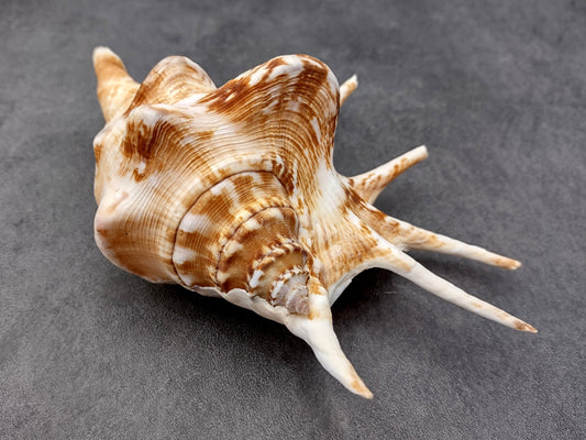 Spider Conch Seashell Lambis Lambis (1 shell approx. 5+ inches) Conch shell great for coastal crafting displays and collections! Spiked brown and white glazed shell. Copyright 2024 SeaShellMart.com