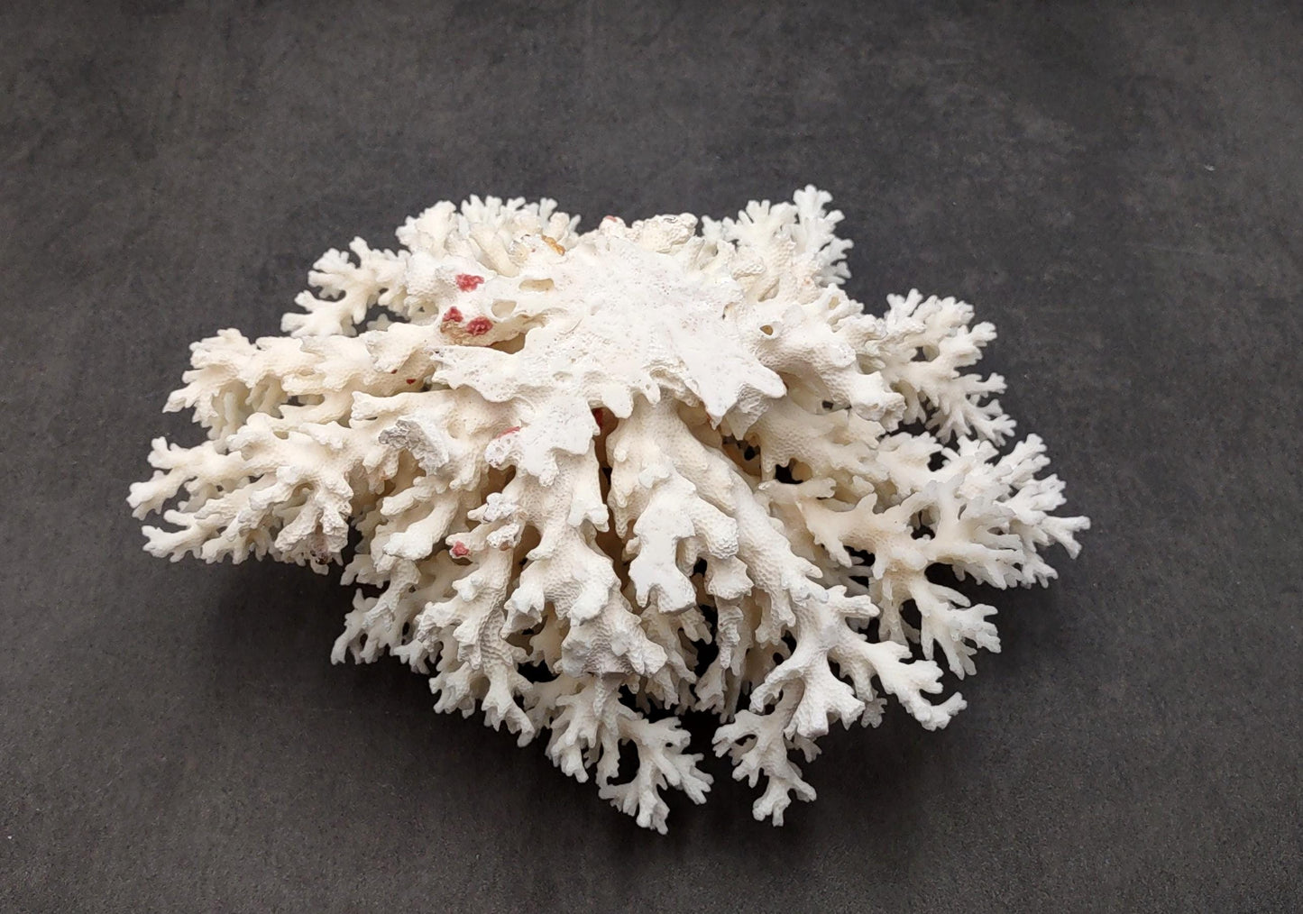 White Lace Coral Large Cluster Pocillopora Damicornis (1 coral approx. 9.5L x 4.25H X 7.5D inches) Unique Addition to Any Nautical Display!