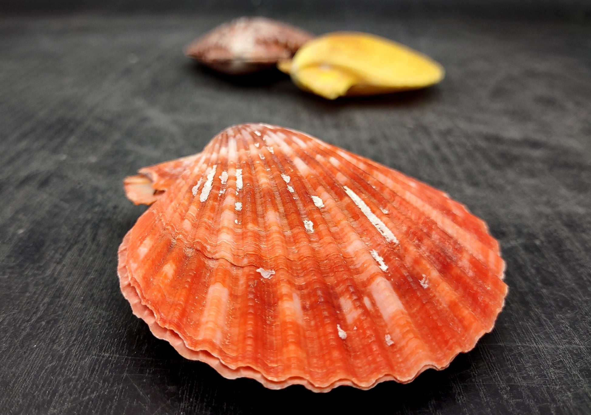 Noble Scallop Seashell Pairs Pecten Nobilis (3 shell pairs approx. 2.5+ inches). Copyright 2024 SeashellSupply.com