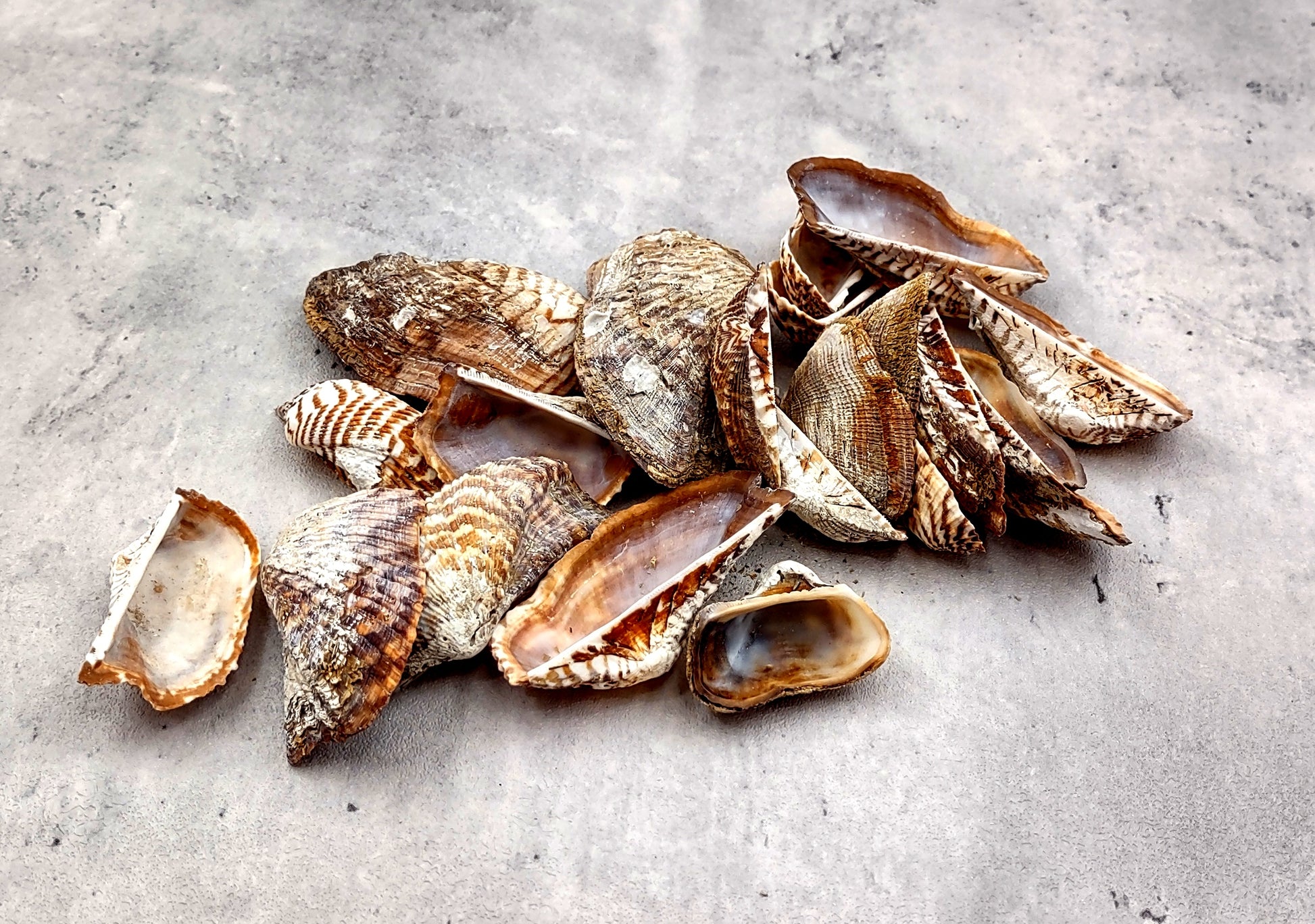 Turkey Wing Seashells (20 pcs.) - Arca Zebra. Multiple white and tan stripped shells with a wide opening. Copyright 2024 SeaShellSupply.com.