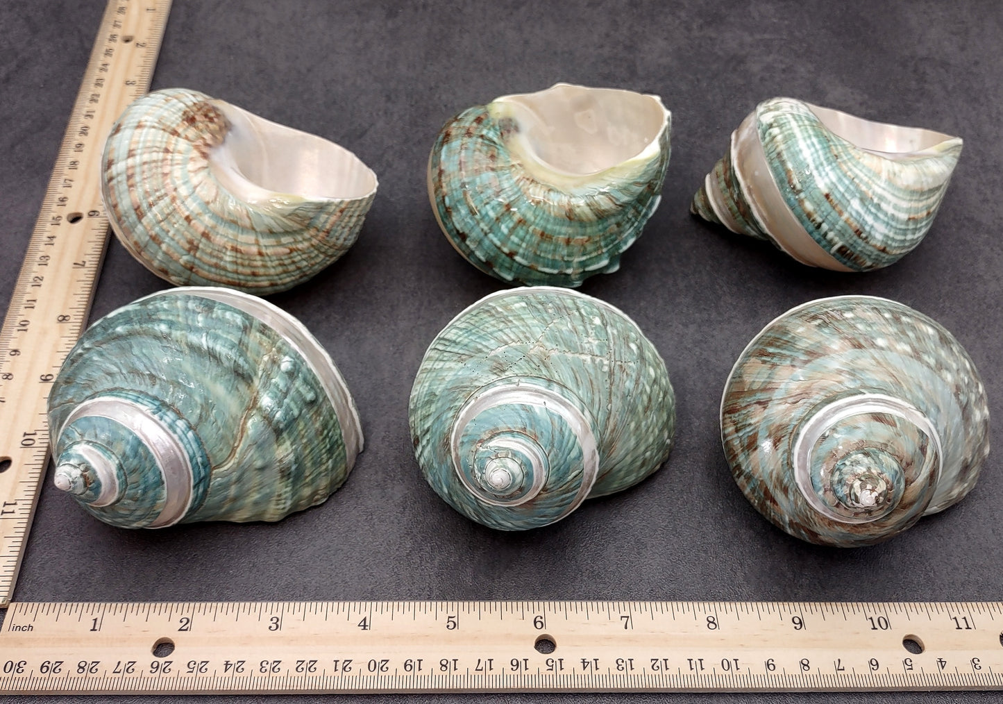 Polished Jade Green Turbo Seashell with Pearlized Stripe Turbo Burgessi (1 shell approx. 4+ inches) Shell for hermit crabs or collecting!