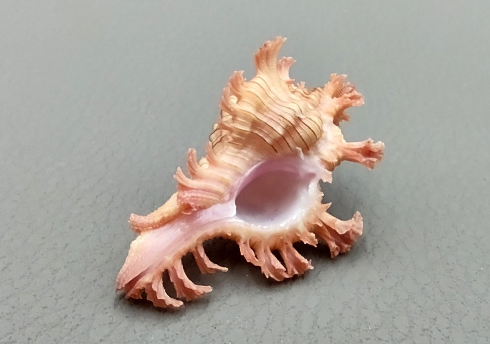 Pendant Murex - Chicoreus Aculeatus - (1 shell approx. 1.375 inches). Wild pink and orange shell on grey backgrond. Copyright 2022 SeaShellSupply.com.