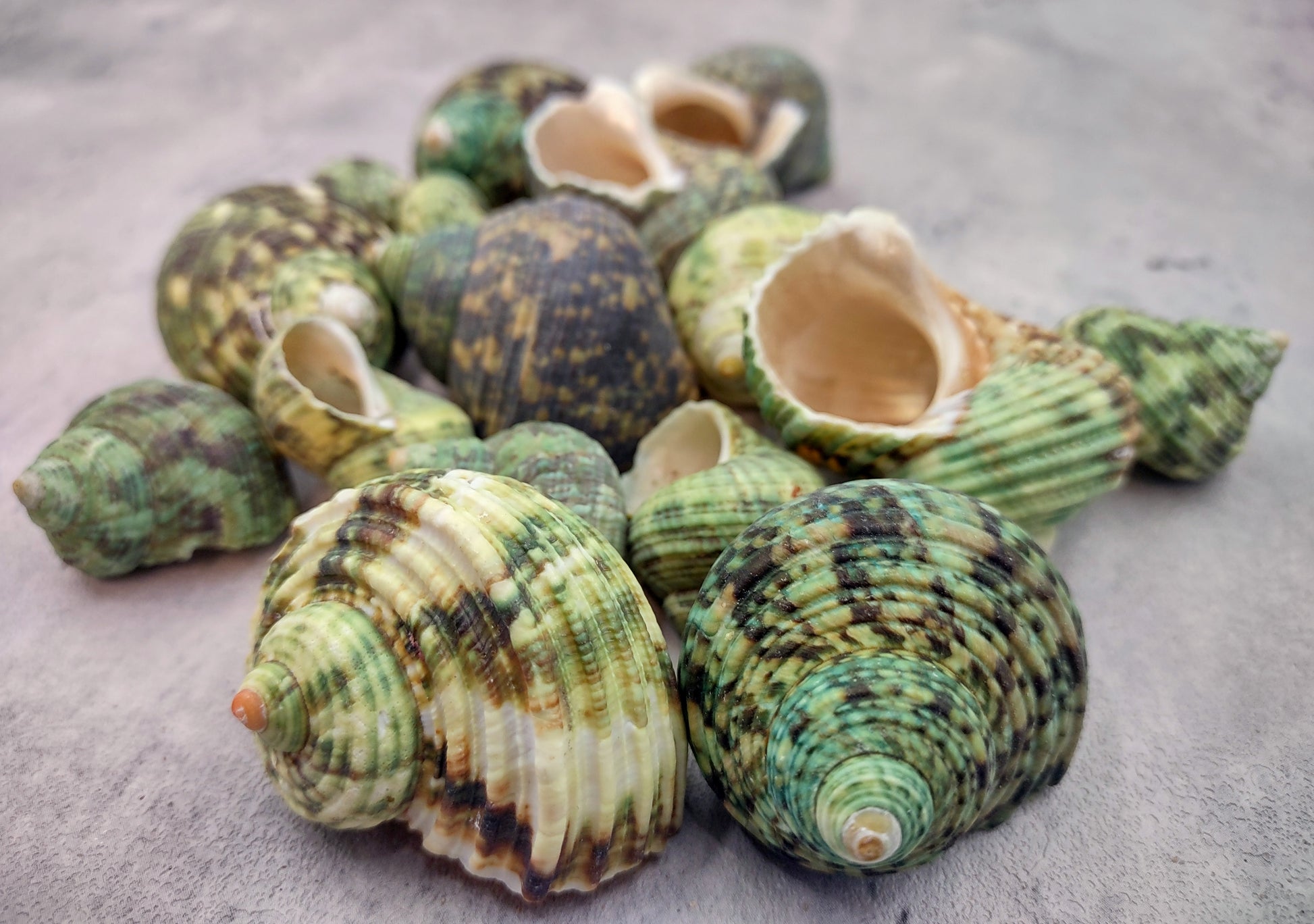 Green Silver Mouth Turbo Seashell - Turbo Argyrostoma - (4 shells approx. 1-2 inches). figurine glass smooth decoration with supportive base. Copyright 2022 SeaShellSupply.com.