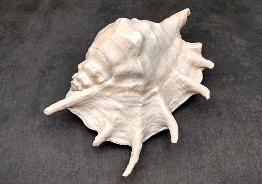 Giant Spider Conch Seashell XL Lambis Truncata (1 shell approx. 8+ inches) B GRADE Great Value For Decor, Arts, Crafts & Collecting!