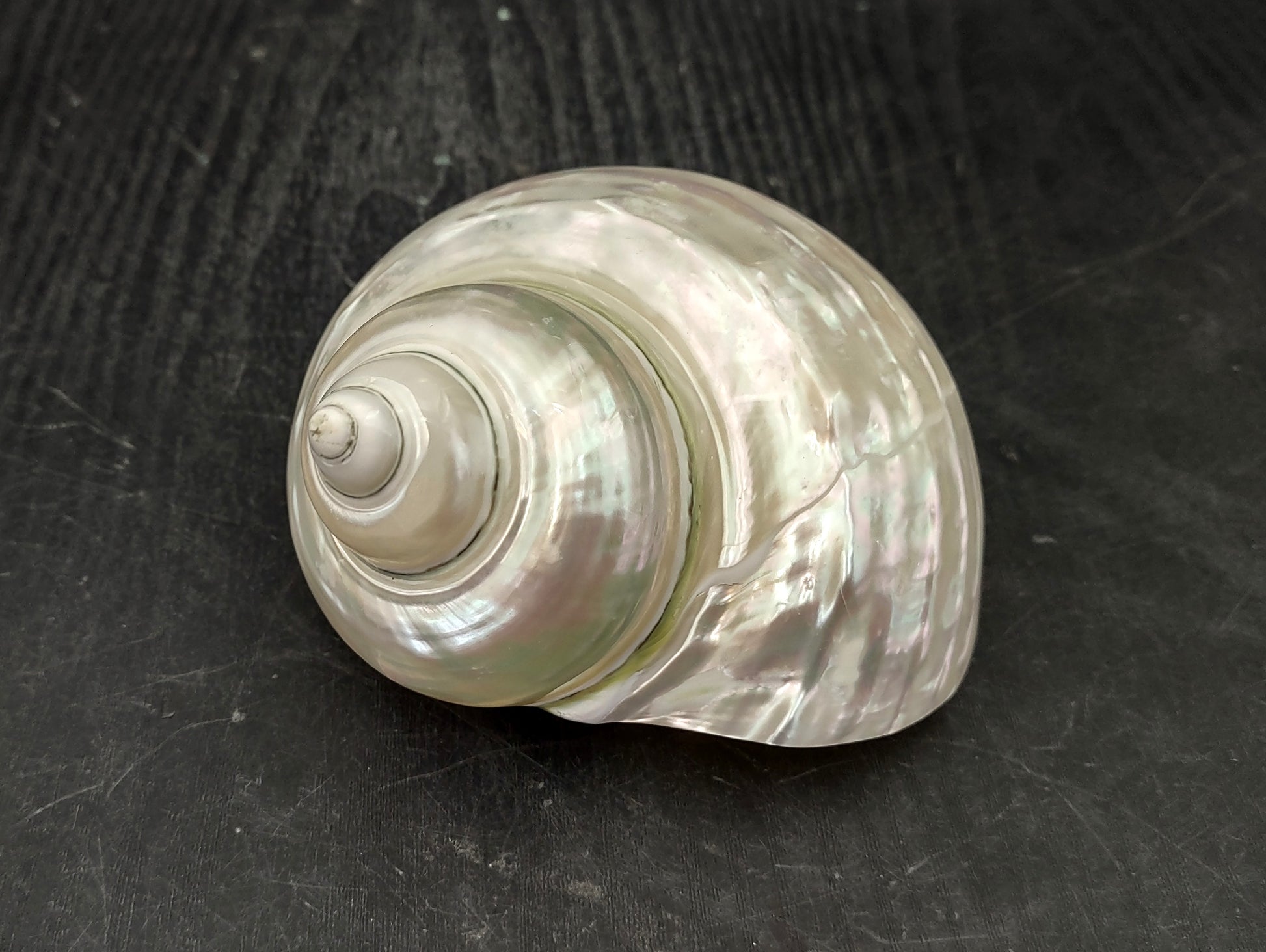 Pearlized Jade Turbo Shell (4 inches) - Turbo Burgessi. Two shiny and sort of reflective shells, one pointing to show the spiral and one showing the opening. Copyright 2022 SeaShellSupply.com.